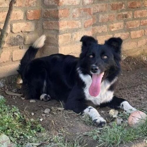 Scappata a causa di un petardo a Spinetta: l’appello di Lorenzo per la sua cagnolina Maya