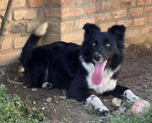 Scappata a causa di un petardo a Spinetta: l’appello di Lorenzo per la sua cagnolina Maya