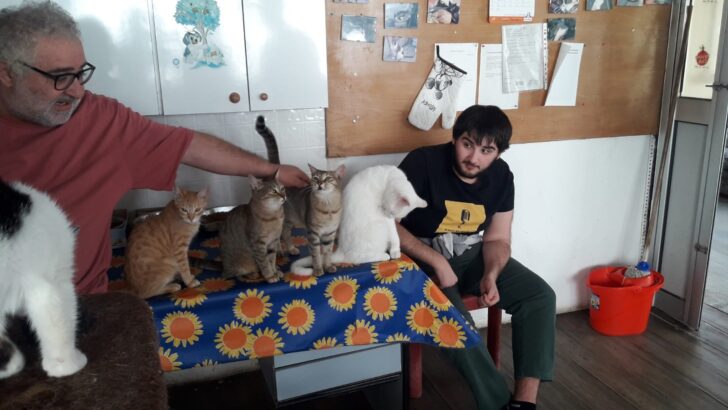 I ragazzi del centro Sole Luna in aiuto al gattile Panciaallegra: “Così abbiamo scoperto di essere utili”