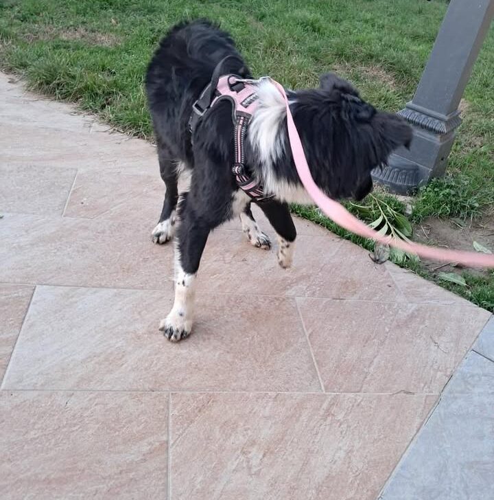 Ritrovata tra Castelceriolo e Spinetta la cagnolina Maya: era scappata dopo lo scoppio di un petardo