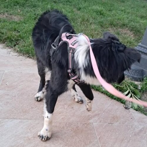 Ritrovata tra Castelceriolo e Spinetta la cagnolina Maya: era scappata dopo lo scoppio di un petardo