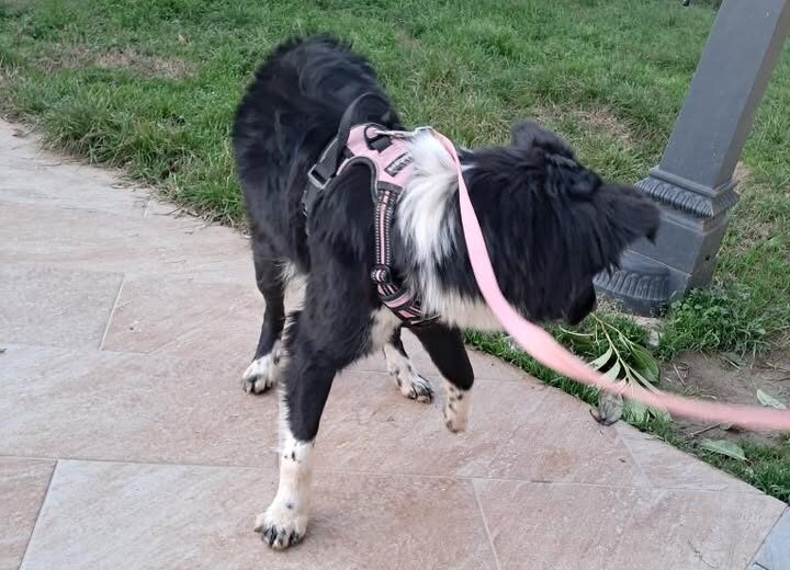 Ritrovata tra Castelceriolo e Spinetta la cagnolina Maya: era scappata dopo lo scoppio di un petardo