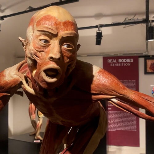 Da sabato al Castello di Casale le mostre Real Bodies, Criminis e Omicidi seriali