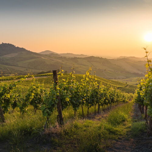 Voghera al centro della rinascita del vino: nasce “Visione Vino Oltrepò”, il Pinot Nero ambasciatore del territorio