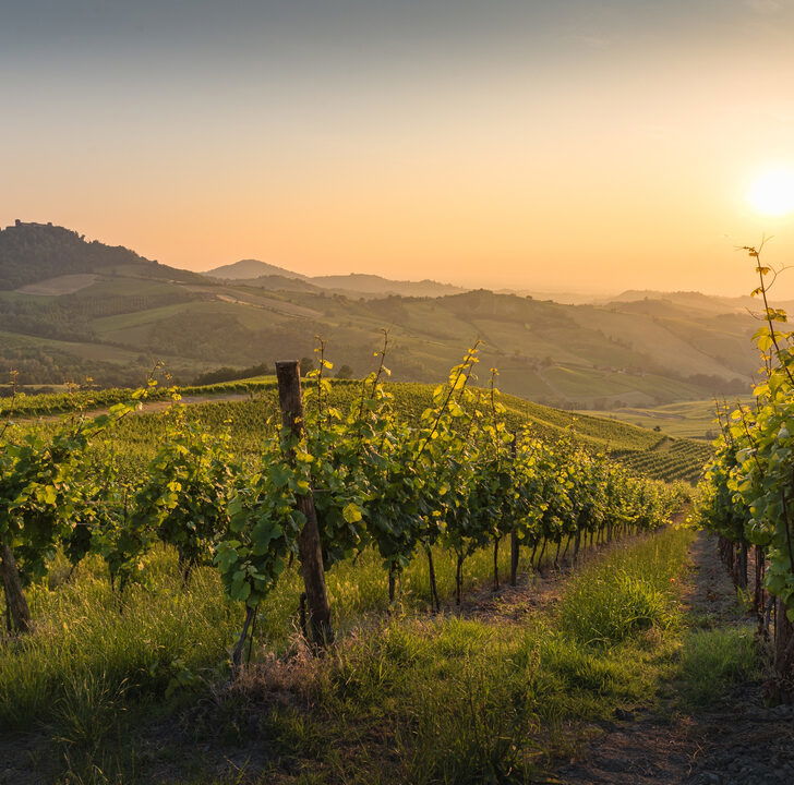 Voghera al centro della rinascita del vino: nasce “Visione Vino Oltrepò”, il Pinot Nero ambasciatore del territorio