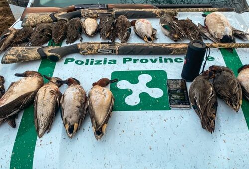 Richiami vietati per attirare anatre selvatiche: tre denunciati lungo il fiume Po