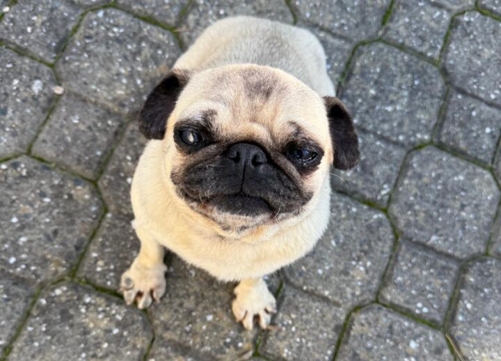 Smarrita una cagnolina a Valmadonna: l’appello della proprietaria