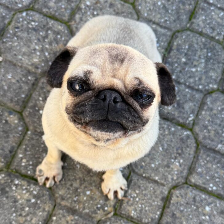 Smarrita una cagnolina a Valmadonna: l’appello della proprietaria