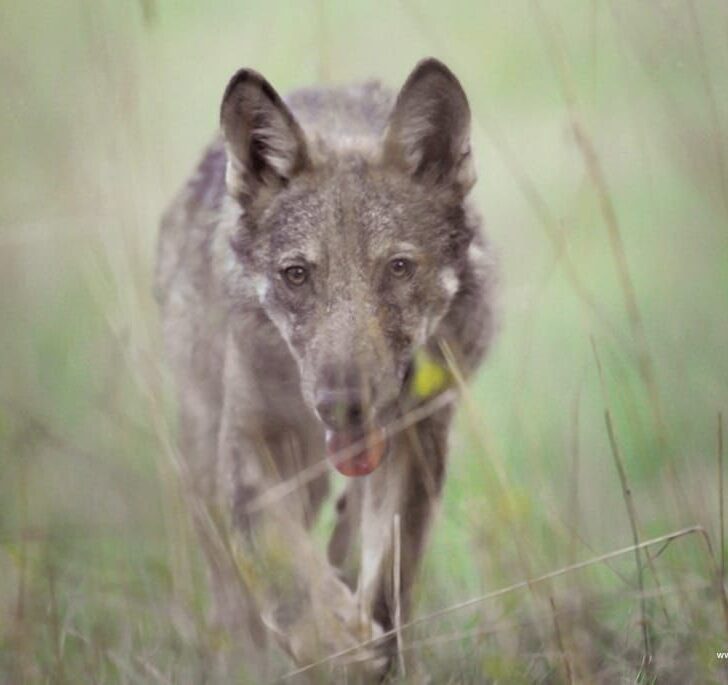 Lupo ucciso da un colpo di arma da fuoco a Sommo, Lega Antivivisezione: “Grave presagio per il futuro”