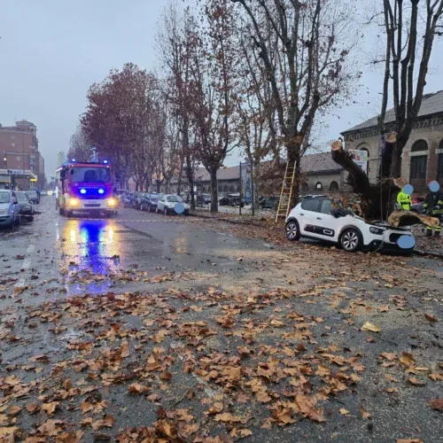 Sei platani troppo malati in spalto Gamondio: saranno abbattuti