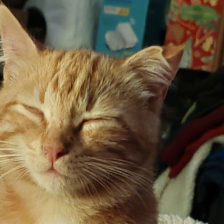 Appello per ritrovare il gatto Tom, perso a Litta