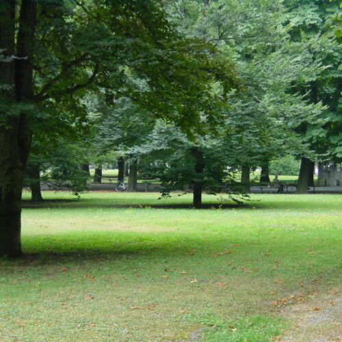 A Casale Monferrato oltre 260 nuove piante per rafforzare il verde urbano