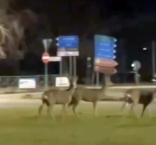 Tranquilli a brucare l’erba: gruppo di caprioli nella rotonda all’ingresso di Alessandria