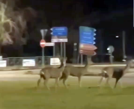Tranquilli a brucare l’erba: gruppo di caprioli nella rotonda all’ingresso di Alessandria