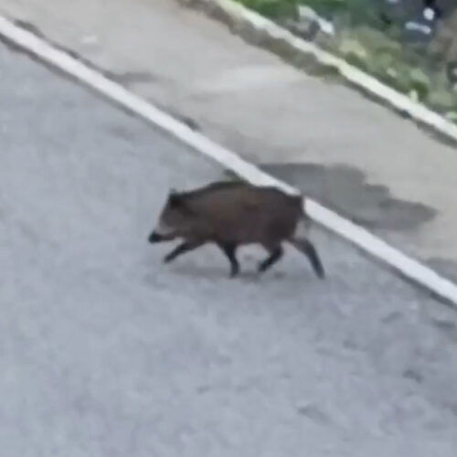 “Un cinghiale in via Parini”: la segnalazione di un alessandrino