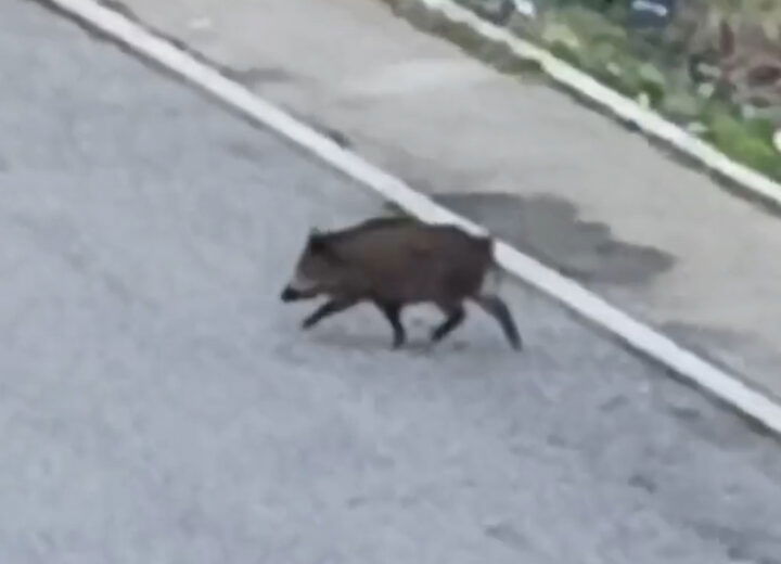 “Un cinghiale in via Parini”: la segnalazione di un alessandrino