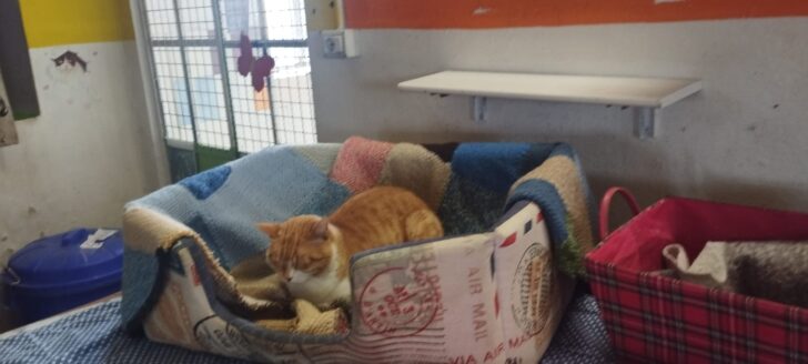 Festa del Gatto: ad Alessandria distribuito cibo alle oltre trecento colonie feline della città