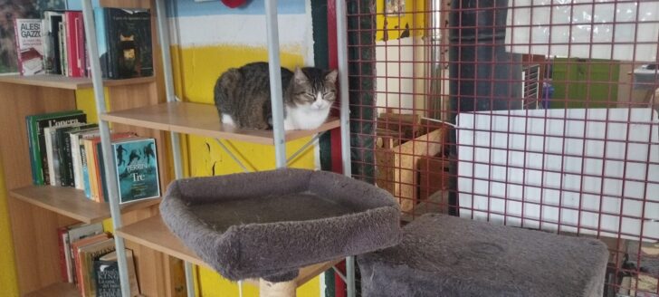 Festa del Gatto: ad Alessandria distribuito cibo alle oltre trecento colonie feline della città