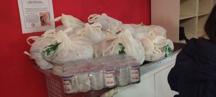 Festa del Gatto: ad Alessandria distribuito cibo alle oltre trecento colonie feline della città