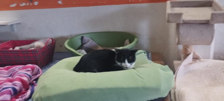 Festa del Gatto: ad Alessandria distribuito cibo alle oltre trecento colonie feline della città