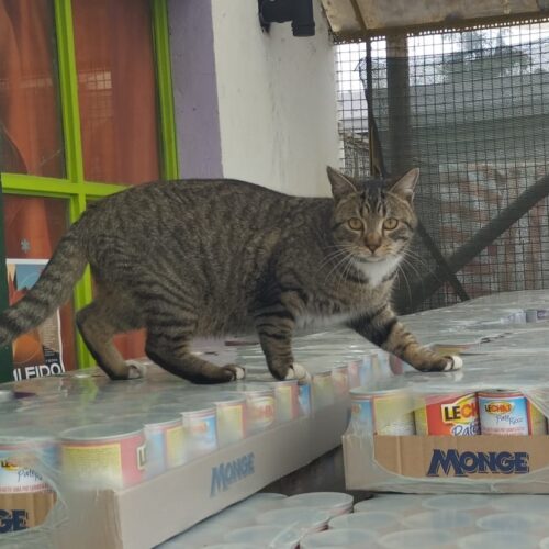 Festa del Gatto: ad Alessandria distribuito cibo alle oltre trecento colonie feline della città