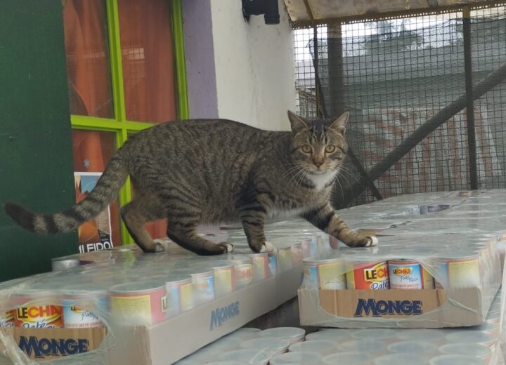 Festa del Gatto: ad Alessandria distribuito cibo alle oltre trecento colonie feline della città