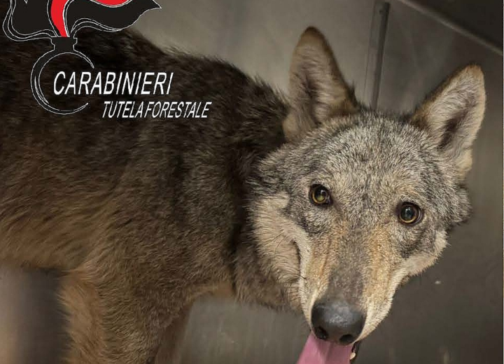 Giovane lupa avvistata in via Crispi a Novi Ligure. Scatta la cattura preventiva per tutelare cittadini e animale