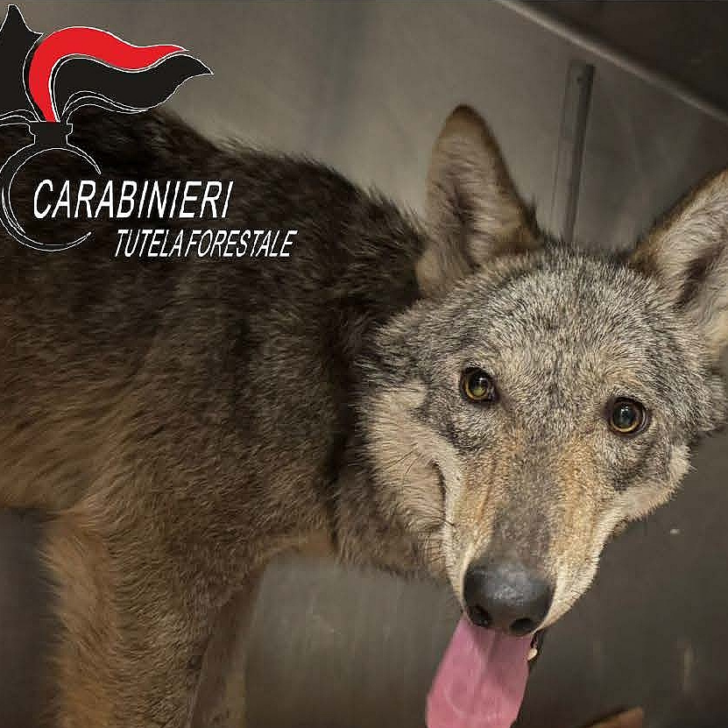 Giovane lupa avvistata in via Crispi a Novi Ligure. Scatta la cattura preventiva per tutelare cittadini e animale