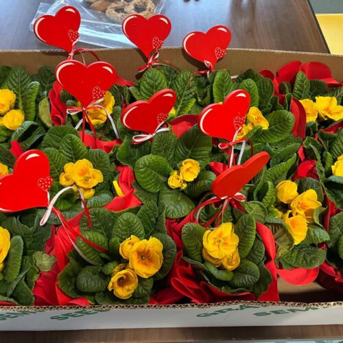 Fiori per pazienti e operatori dell’Hospice di Belgioioso. Il dono anonimo che ha scaldato il cuore a San Valentino