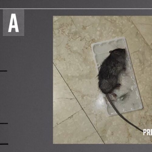 Anche un topo nel Tribunale di Alessandria: l’inchiesta di Presa Diretta sulle carenze strutturali e di organico