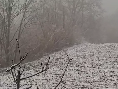 La passeggiata della volpe nella neve sulle colline di Pietra Marazzi