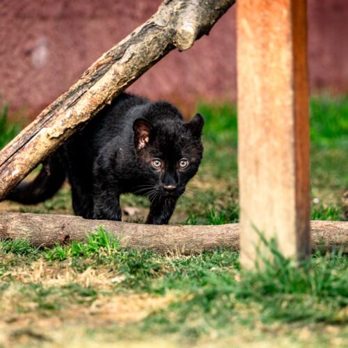 Safari Park: ecco Luna, la prima pantera nera nata nella struttura di Pombia