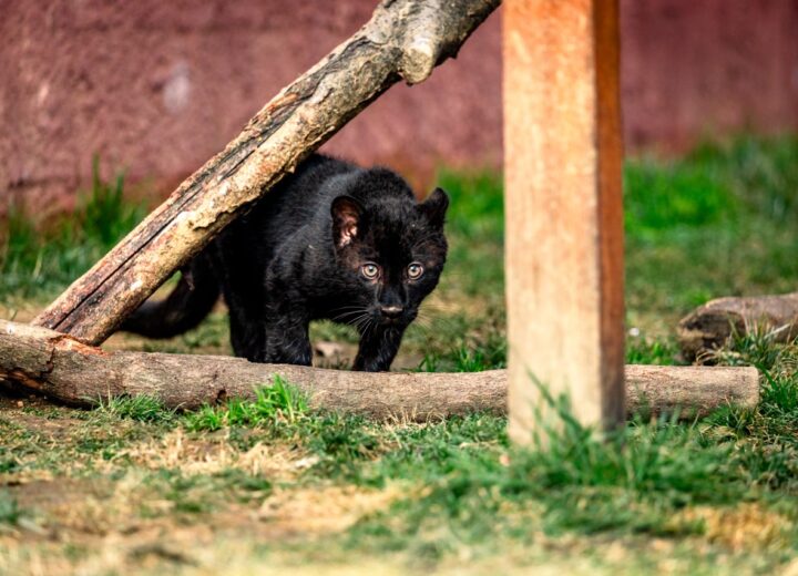 Safari Park: ecco Luna, la prima pantera nera nata nella struttura di Pombia