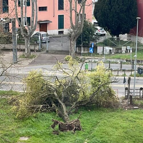 Albero cade davanti al ponte Tiziano ad Alessandria