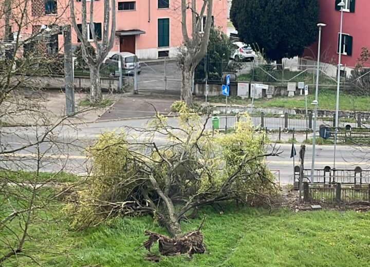 Albero cade davanti al ponte Tiziano ad Alessandria