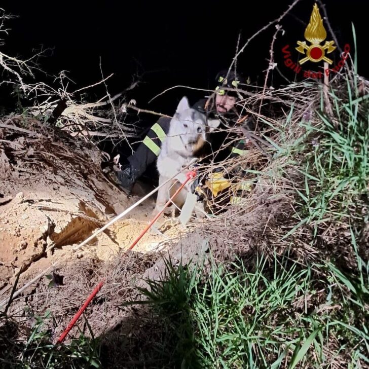 Cane bloccato sulle rive del Ticino. Salvato dai Vigili del Fuoco