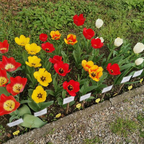 Bulbose in fiore all’Orto botanico di Pavia: torna la Festa di Primavera tra natura, arte e cultura