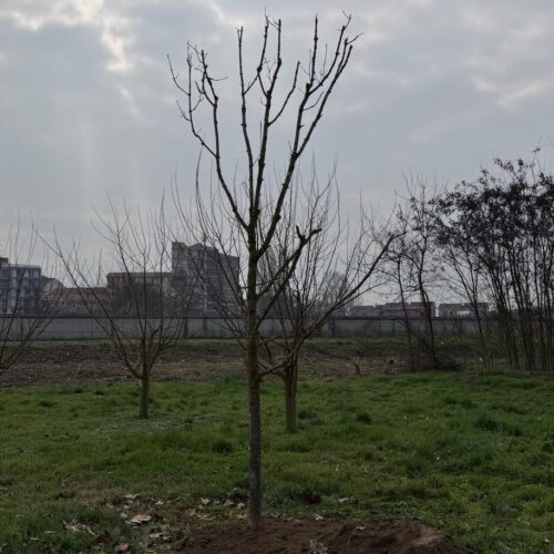 Un albero per ricordare Fabrizio Brivio. Al “Sole dentro” una passeggiata e un abbraccio per non dimenticare