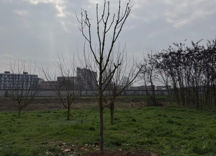Un albero per ricordare Fabrizio Brivio. Al “Sole dentro” una passeggiata e un abbraccio per non dimenticare