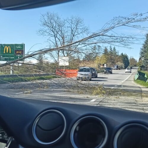 Vento sferza l’Alessandrino: alberi sulla strada tra Alessandria e Valenza e nel Tortonese