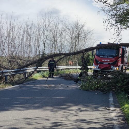 Albero caduto tra San Salvatore e Valenza: strada chiusa