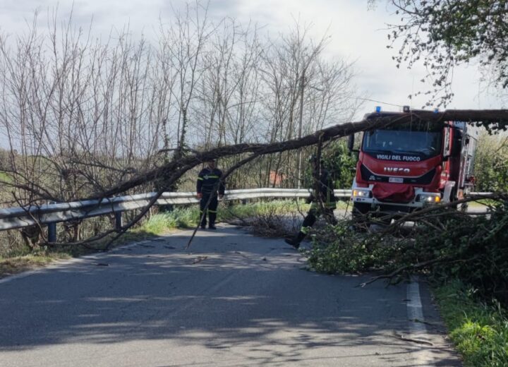 Strada riaperta tra San Salvatore e Valenza dopo la caduta di un albero sulla carreggiata