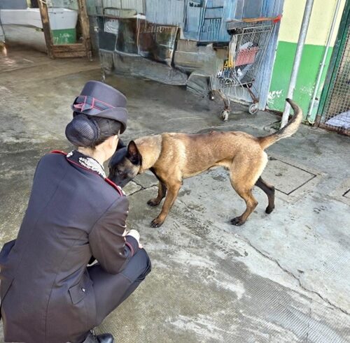 Salvato un cane denutrito e in stato di abbandono: una denuncia a Vigevano