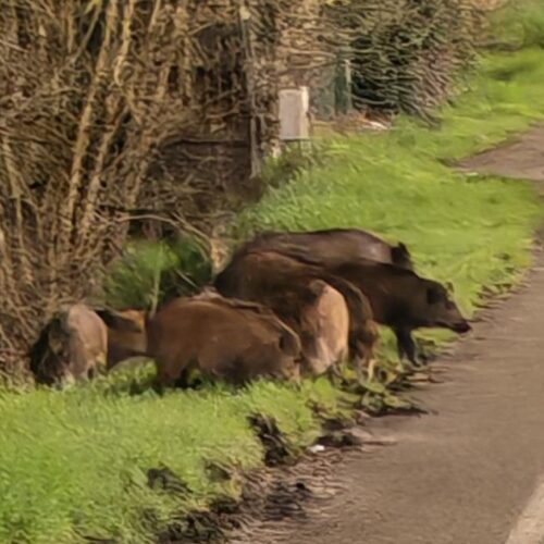 Un branco di cinghiali a bordo strada avvistato a Valenza