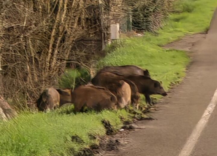 Un branco di cinghiali a bordo strada avvistato a Valenza