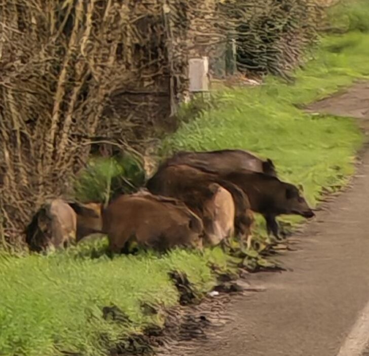 Un branco di cinghiali a bordo strada avvistato a Valenza
