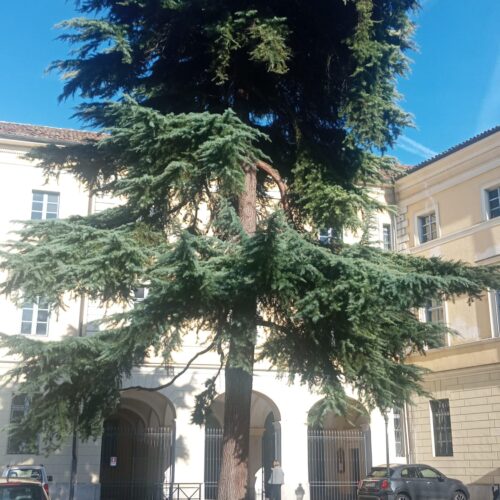 Tortona mappa il suo verde: parte il censimento digitale di 5mila alberi