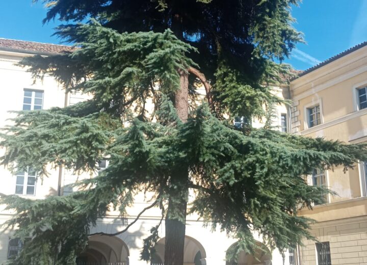 Tortona mappa il suo verde: parte il censimento digitale di 5mila alberi