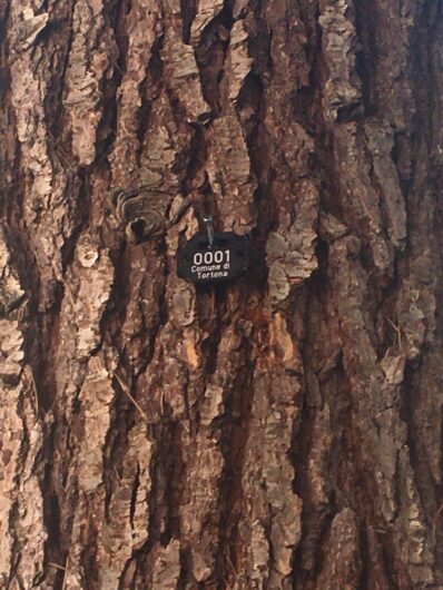 Tortona mappa il suo verde: parte il censimento digitale di 5mila alberi