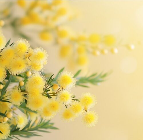 Voghera celebra la Giornata Internazionale della Donna: cultura, solidarietà e impegno civile in un ricco calendario di eventi